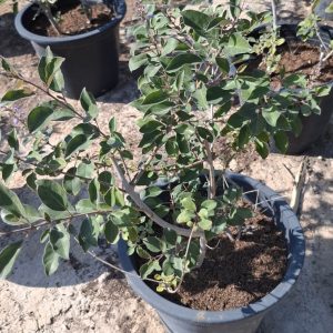 vitex purpurea