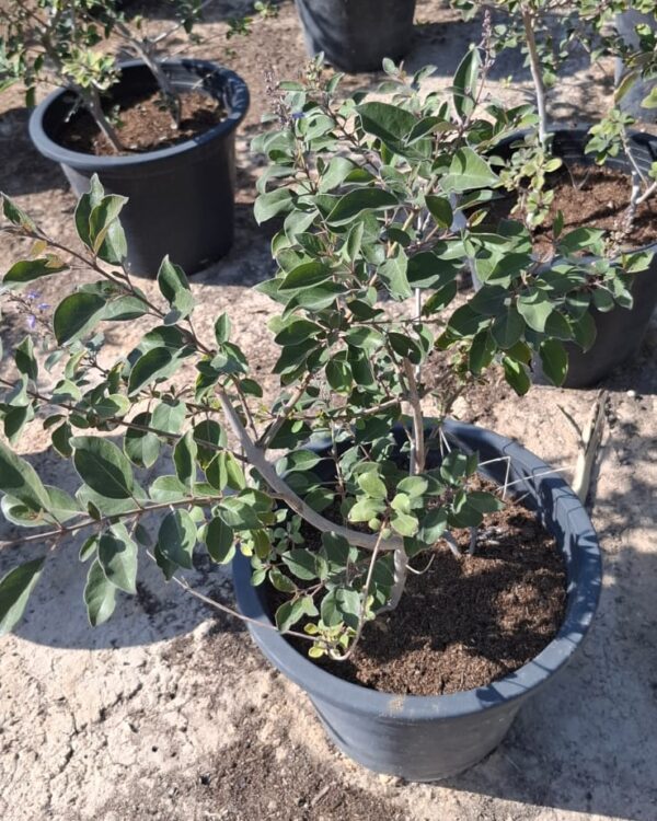 Vitex purpurea