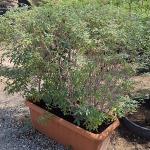 vitex rotundifolia