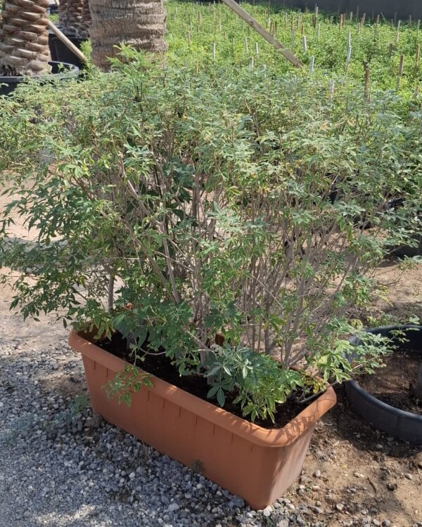 Vitex rotundifolia