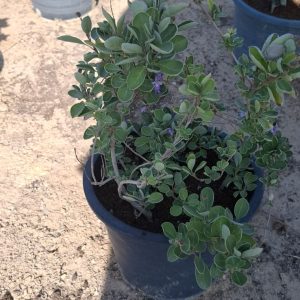vitex rotundifolia