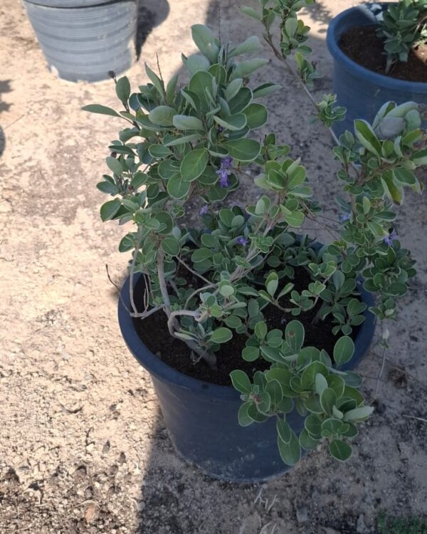 Vitex rotundifolia