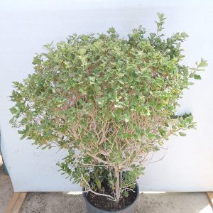 Vitex Trifolia