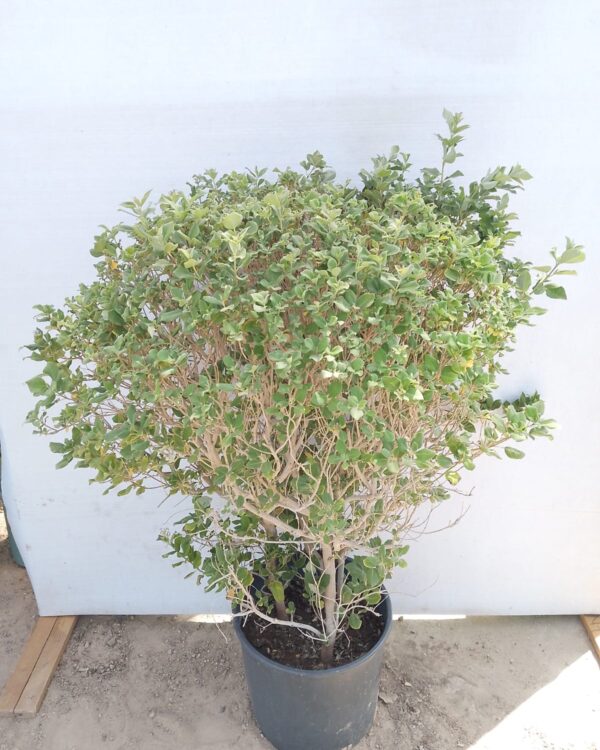 Vitex Trifolia