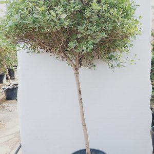 Vitex Trifolia