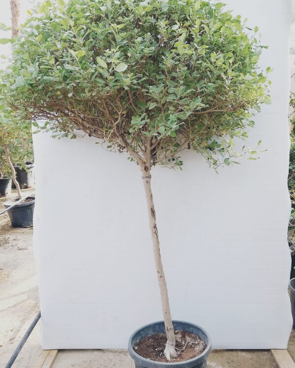 Vitex Trifolia