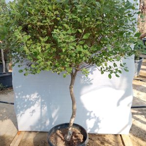 Vitex Trifolia