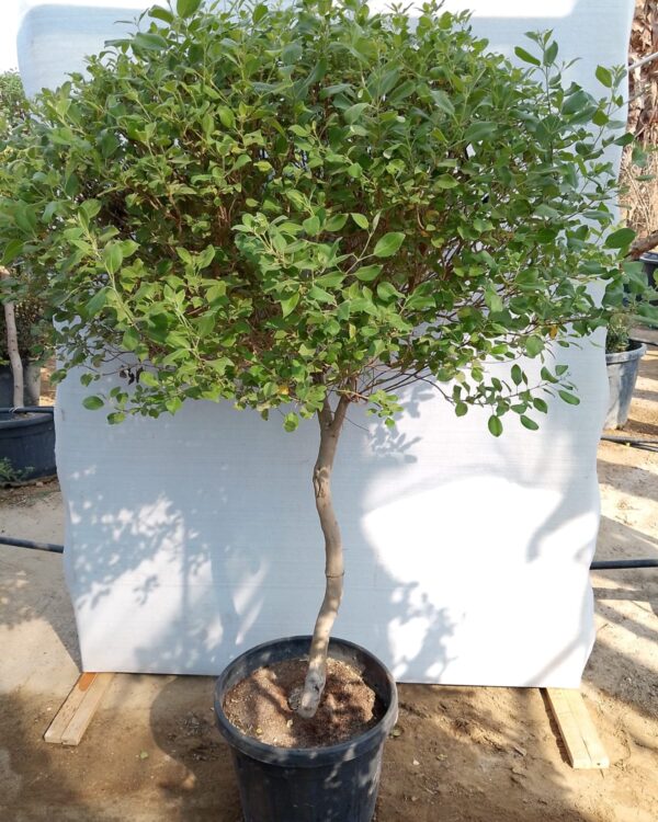 Vitex Trifolia