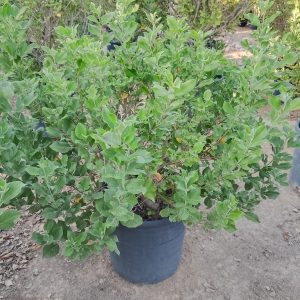 Vitex Trifolia