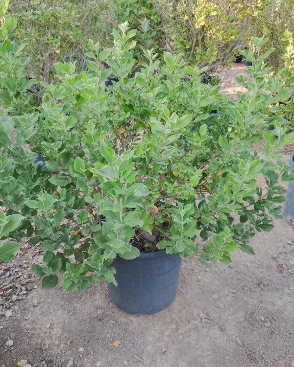 Vitex Trifolia