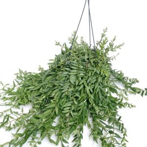 Aeschynanthus Radicans