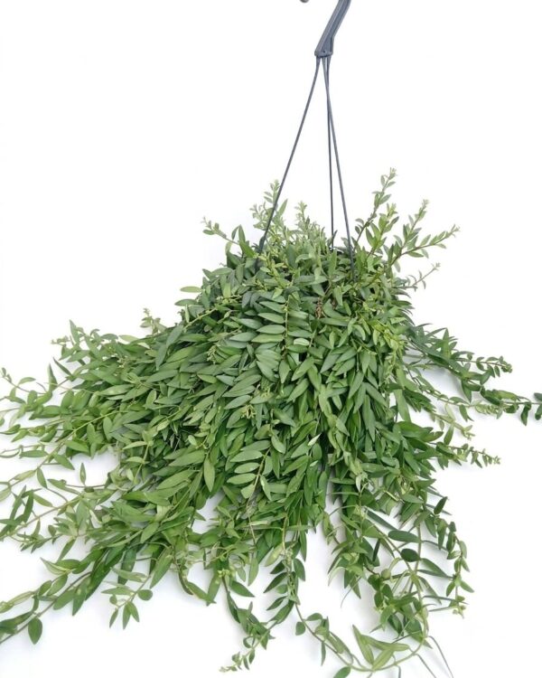Aeschynanthus Radicans