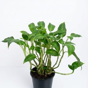 Aglaonema Commutatum