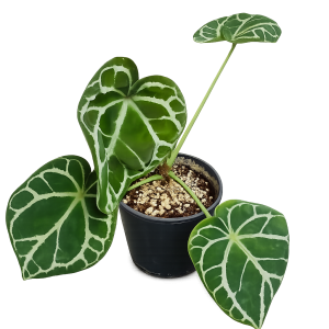 Arum Italicum