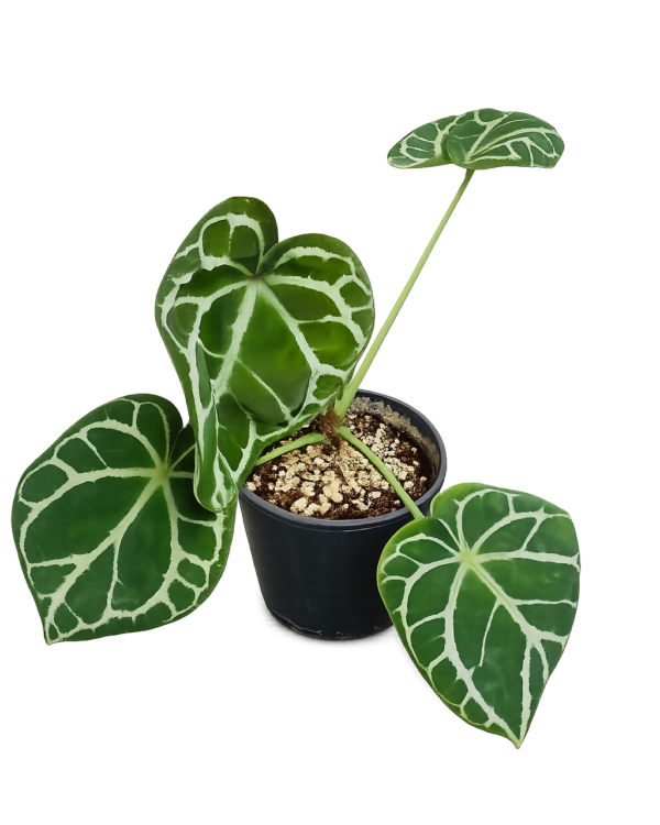 Syngonium podophyllum