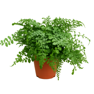 Asplenium Adiantum Nigrum