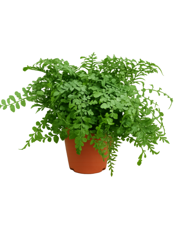 Asplenium adiantum nigrum