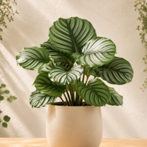 Calathea orbifolia