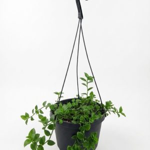 Callisia Repens