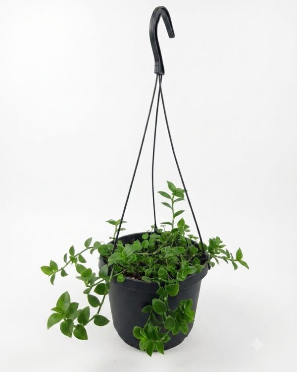 Callisia Repens