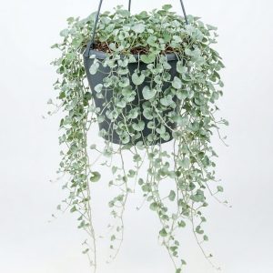 Dichondra Argentea