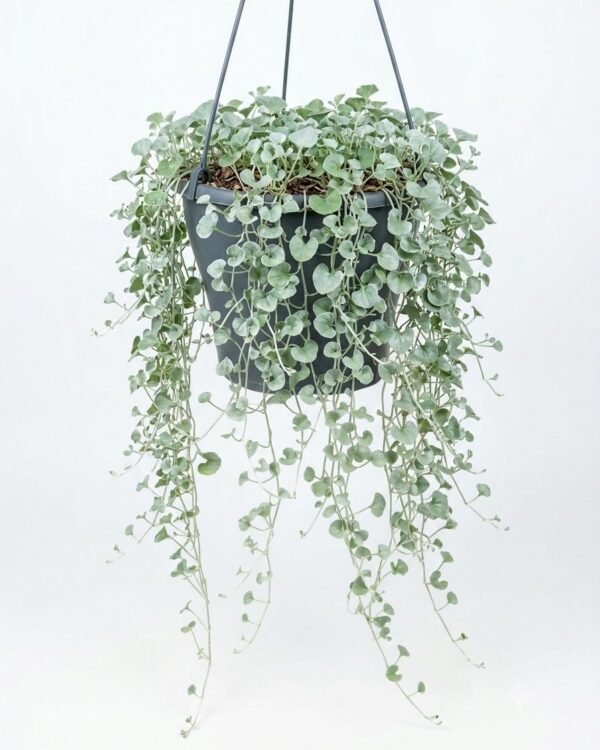 Dichondra Argentea