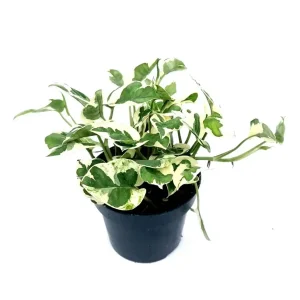 Epipremnum 'NJoy'