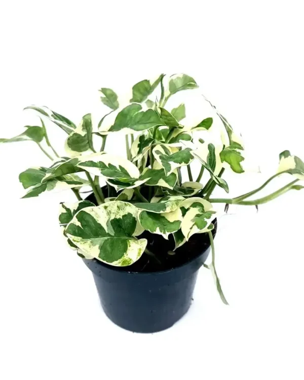 Epipremnum 'NJoy'