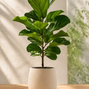 Ficus lyrata