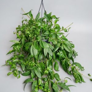 Hoya Carnosa