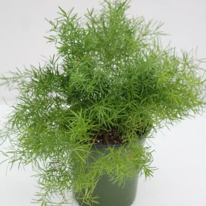 Asparagus aethiopicus