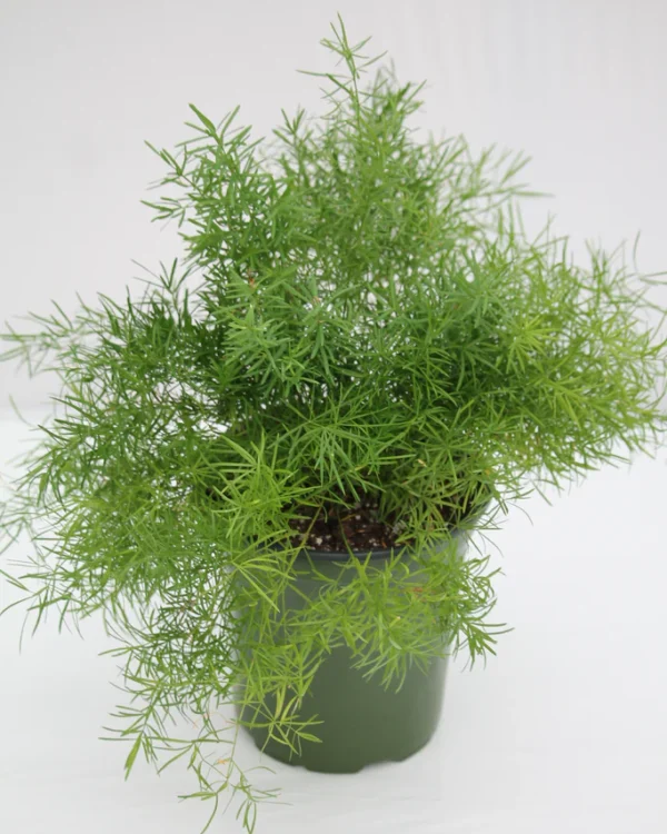 Asparagus aethiopicus