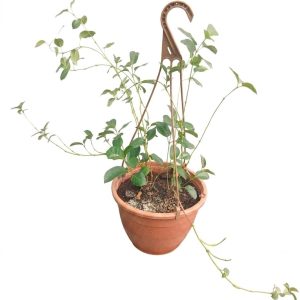 Mandevilla Sanderi