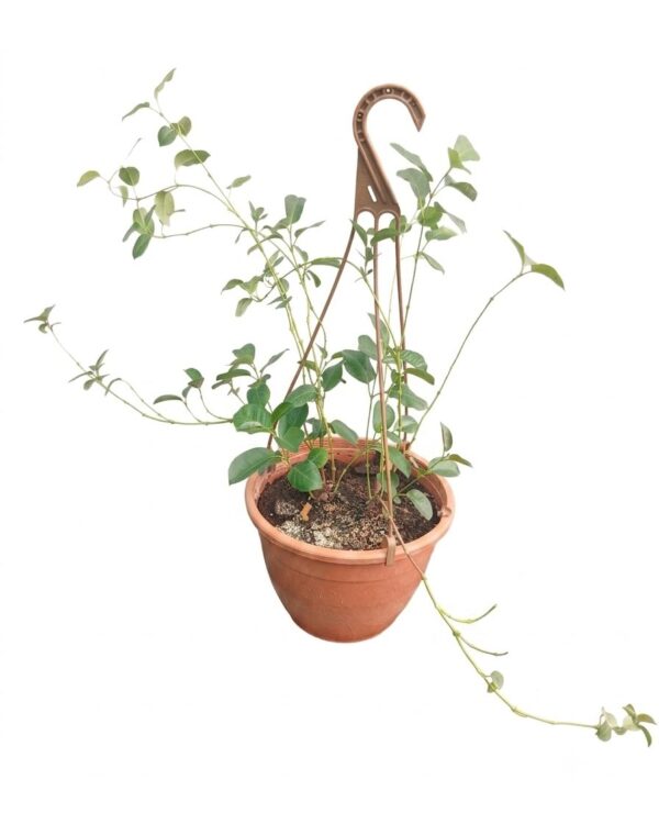 Mandevilla Sanderi