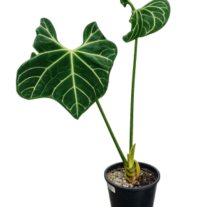 Philodendron Gloriosum