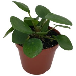 Pilea Peperomioides