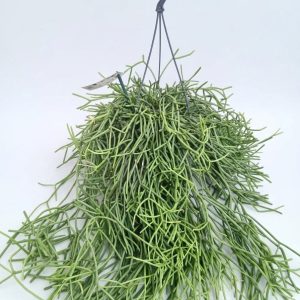 Rhipsalis cereuscula