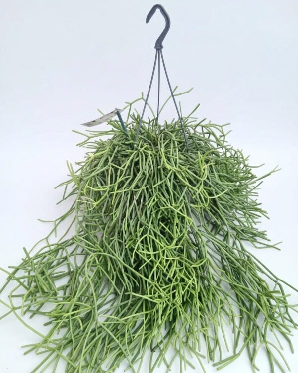Rhipsalis cereuscula