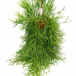 Rhipsalis cereuscula