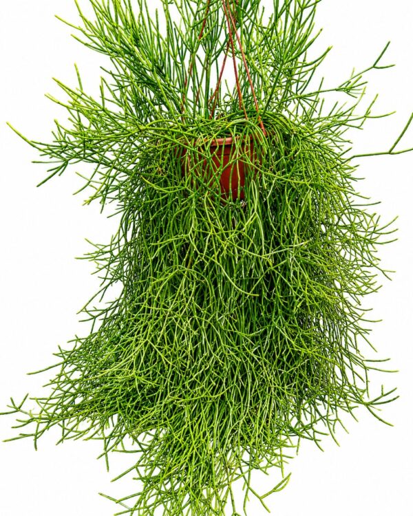 Rhipsalis cereuscula