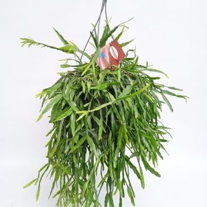 Rhipsalis Paradoxa