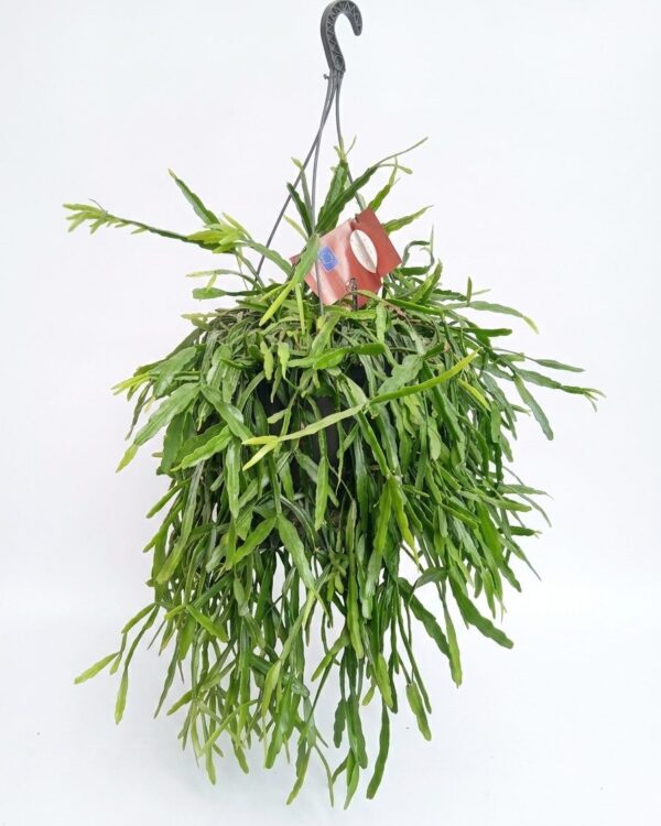 Rhipsalis Paradoxa