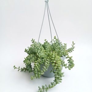 Sedum Burrito
