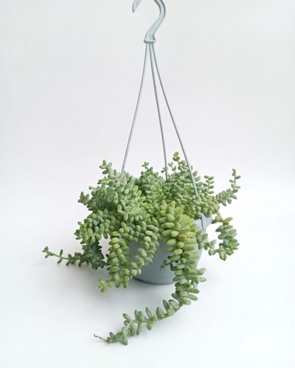 Sedum Burrito