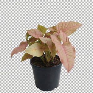 Syngonium Podophyllum