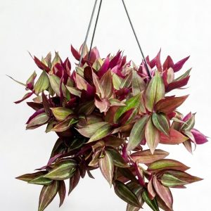 Tradescantia Zebrina
