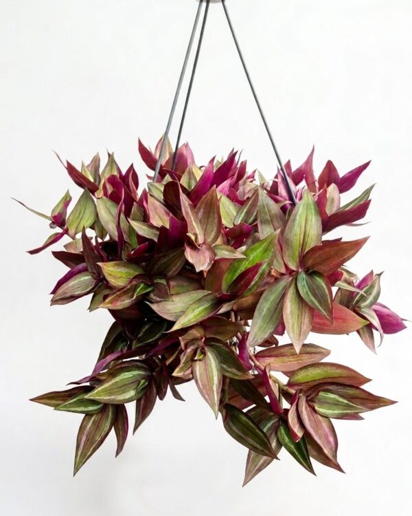 Tradescantia Zebrina