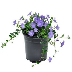 Vinca Minor