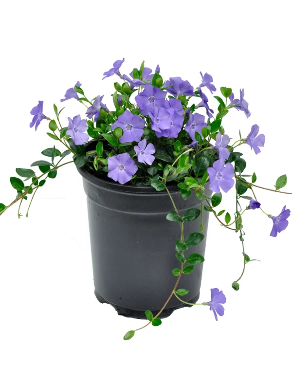Vinca Minor