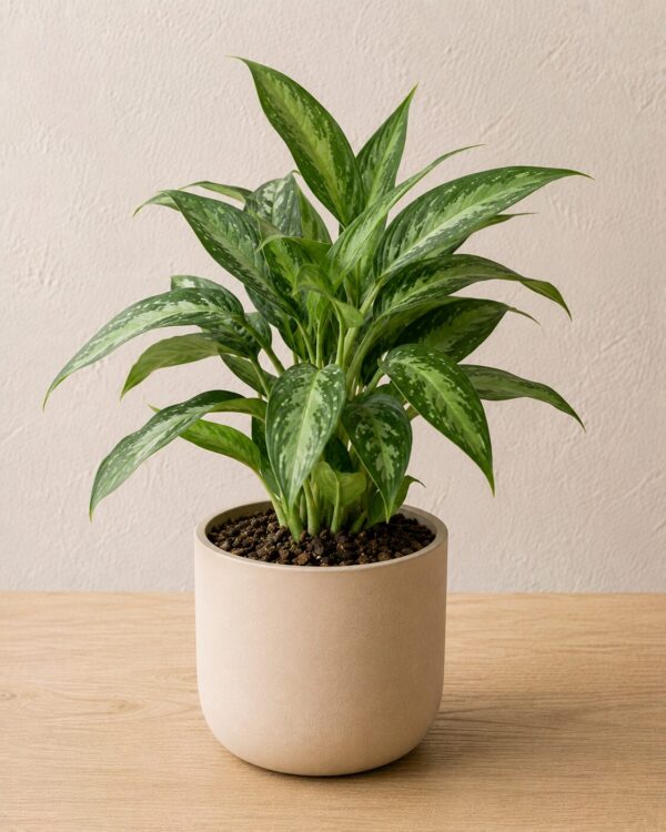 Aglaonema commutatum